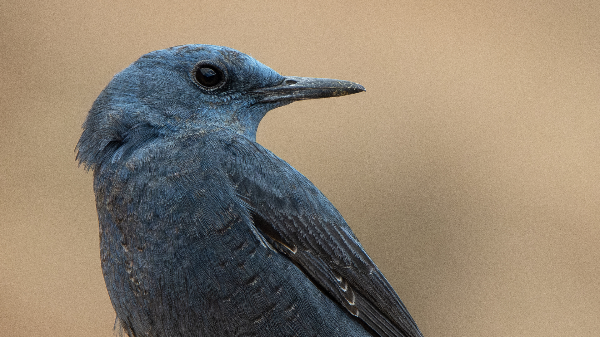 Blue Rock-Thrush